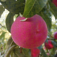 Fiches variétales Pêches Nectarines - Variété Odyssée, pêche à chair jaune (sur l'arbre)